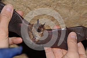 Geoffroy`s bat Myotis emarginatus